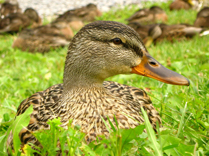 canard au repos dans l'herbe