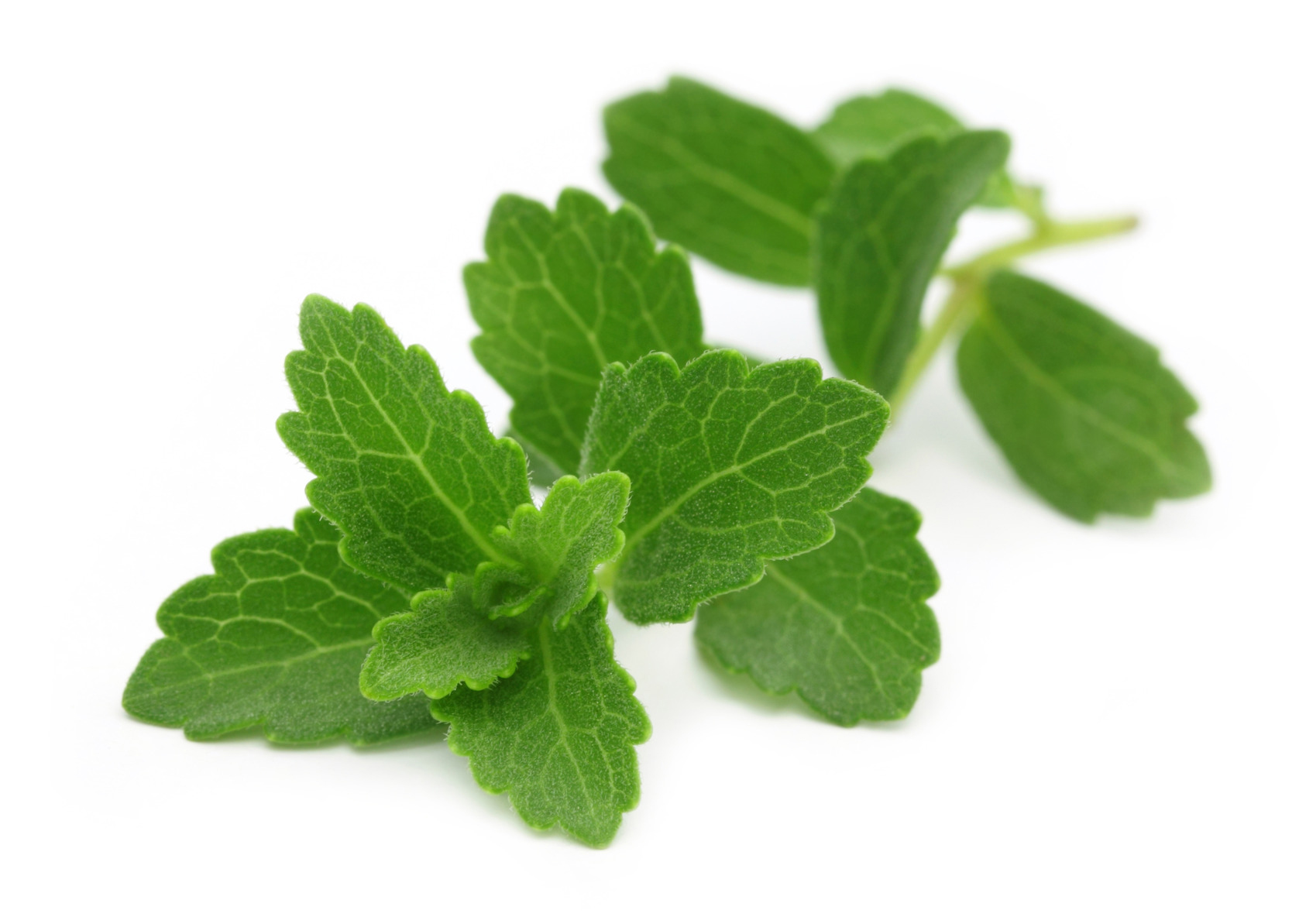 Stevia