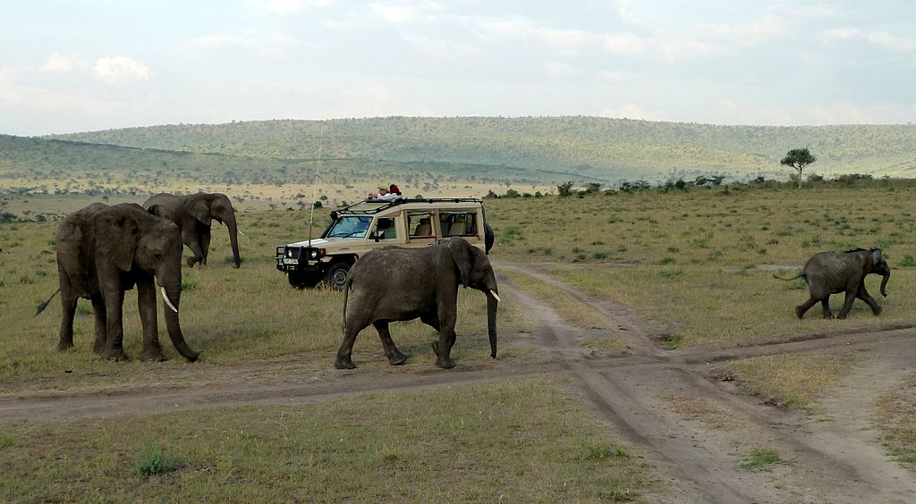 éléphant parc naturel